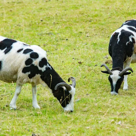 The Bailey Shepherd's Hut And Διαμέρισμα Skipton